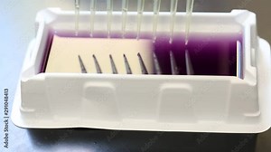 Laboratory experiment with a multichannel pipette aspirating a purple liquid