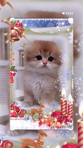 NEW DIAMOND CAT 🐈 (@newdiamond11)’s videos with оригинальный звук - NEW DIAMOND CAT 🐈