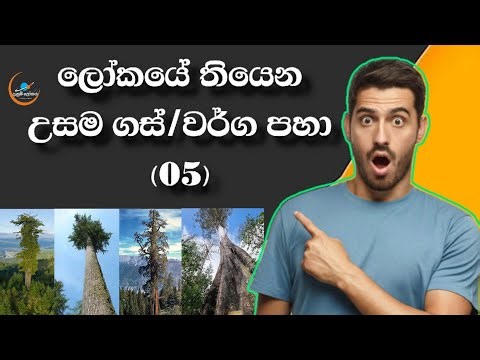 අඩි තුන්සියගානක් උස ලෝකයෙ තියෙන උසම ගස් වර්ග පහා (05)