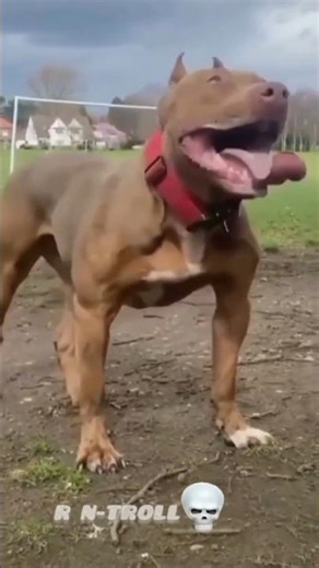 Pitbulll Dog Giant ! Dog Lovers Short video #animals #pitbull #cat#dog #viral