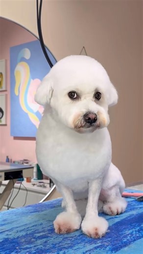 2.4K views · 86 reactions | She looks like a sheep #doggrooming #dogs #matteddog #dogvideos #puppy #dogs #dogsbylogan #aussiedoodle #funnydogs #fyp #reels #viral | Dogsbylogan | Facebook