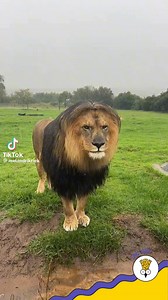 185K views · 9.7K reactions | Đã he, trời mưa mà tóc không xẹp, rồi được em iu dụi dụi âu yếm đồ đó  (Cre: Melandri Kriek) | Lạc Thú | Facebook