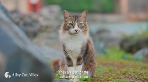 2.4K views · 233 reactions | Cats in Puerto Rico are in danger❗ Alley Cat Allies is taking historic action against a U.S. National Park Service plan to remove and kill community cats living on federal lands in Old San Juan, Puerto Rico. But we need compassionate advocates like you standing with us to save these cats' lives. Help us save the cats of the Paseo del Morro. Please donate today and join our fight. | Alley Cat Allies | Facebook