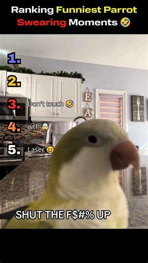 Swearing Parrots Gone Wild 😂