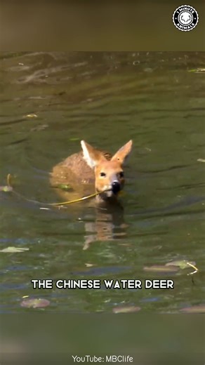 Chinese Water Deer 🦌 The Deer With Fangs! This tiny deer has long tusks instead of antlers. It’s shy, fast, and hides in tall grass near rivers. You won’t believe how sharp those little fangs are! #wildlife #nature #animalfacts #animalvideos | 1 Minute Animals