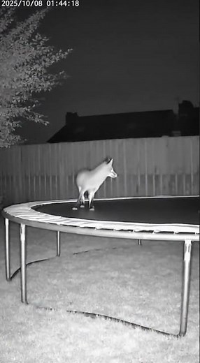 CCTV Captures Beautiful Fox Jumping on Trampoline - Amazing Wild Animal Behavior Caught on Camera