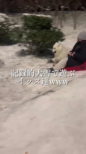 犬が寒さに耐える限界とは？