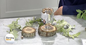 Learn More About Oak Trees