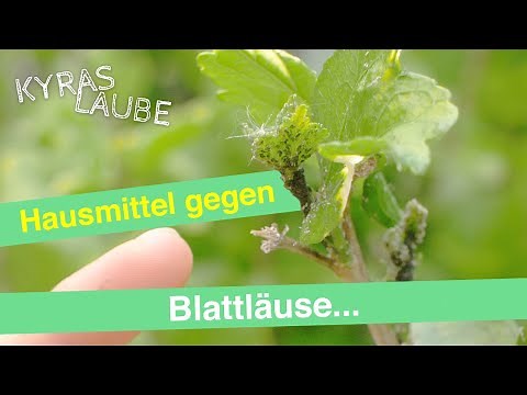 Rapsöl - ein natürliches Mittel gegen Blattläuse