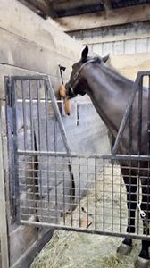 This toy is ideal for relieving boredom, encouraging natural play behaviors, and providing mental stimulation. https://www.chicksaddlery.com/rugged-ride-leather-horse-toy-fox | ChickSaddlery.com