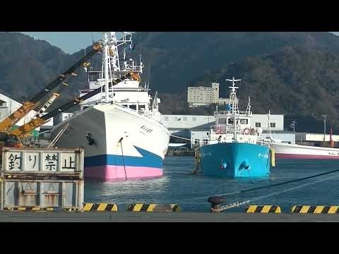１月８日 第8永盛丸の鰹水揚げ(Bonito landing on the No. 8 Eisei Maru)