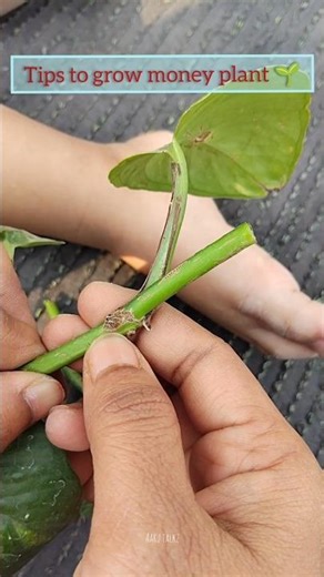 😱Money plant entha easy ga penchochaa🌱#trending #gardening #plants #shorts #viral #yt #ytshorts