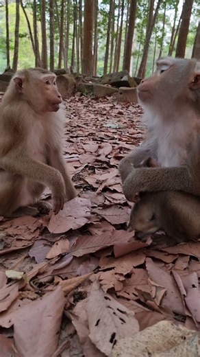 Lovely baby monkey & real mom to care #shorts