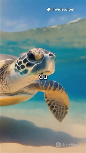 Discover the secrets of the Loggerheads!