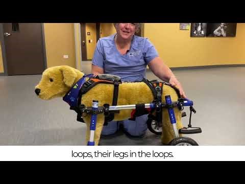 Loading Your Dog or Cat into a Cart for Mobility - Veterinary Specialty Center - Rehabilitation