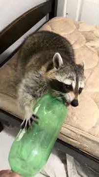 Mr Fluffs first official interview