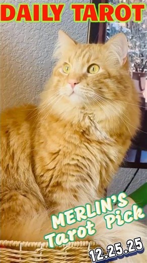 Merlin Tarot Cat - CHRISTMAS TAROT READING - #dailytarot #catvideo #tarotreading #tarotdaily #tarot