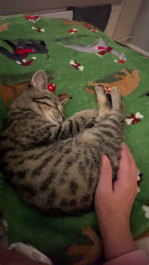 Softest kitten nap ever captured 💤 #cat #sleep #adorable