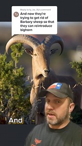 Big Horn Sheep vs Aoudad #texas #bighornsheep #exotics #hunting #newmexico #texas | James Bigley Ranches