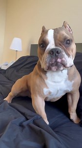 Daddy didn’t know 😈😈 #microbully #microinfluencer #facebookBully #bullyoffacebook #dogstagram #dogsofinstagram | Teddy Themicrobully