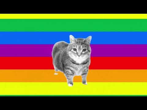 OllA Spinning Cat 🐱😹 | Funniest Cat Ever 😂