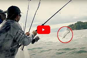 Potential World Record 300  Pound Tarpon Caught and Released in Colombia
