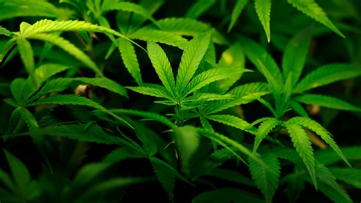 Recreational marijuana is legal in 24 states. Is weed allowed in Georgia?