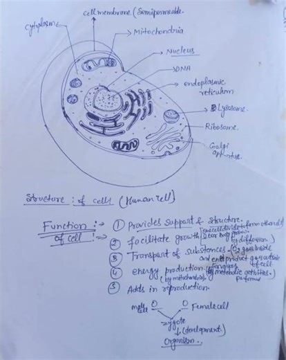 Structure of Eukaryotic cell