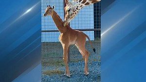 'Kipekee,' the spotless giraffe born at Brights Zoo, has passed away