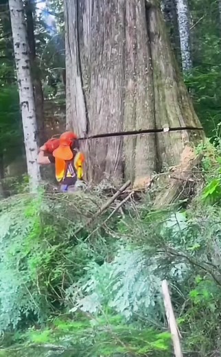 Who else held their breath watching this man cut down this tree 🌳😱 #treecutting #treefalling #tree #fyp #viral #tiktok