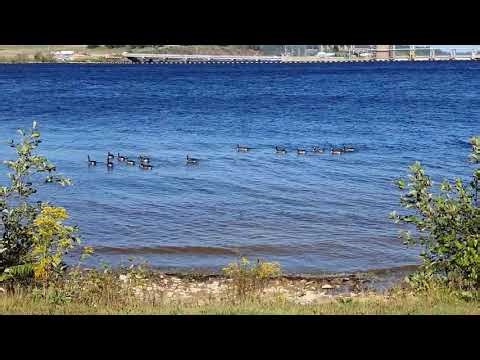 Canada Geese Swimming Chorus 🦢🔊