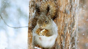 483 Squirrel Names (Awesome Male & Female Ideas)