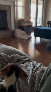 Guard dog training #beagle #puppy #howl #pug #dog #training #beagle #dogmom #fyp #getout #foryoupage #fyp | A1