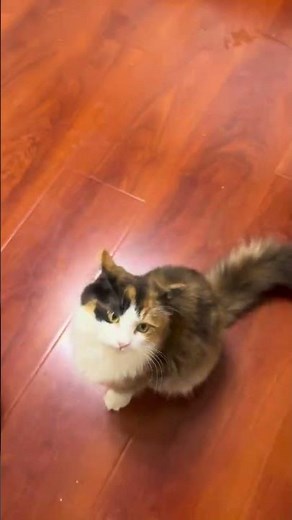 Newton Observes the Mysterious Nunu, a Cat Walking Upside Down on the Ceiling