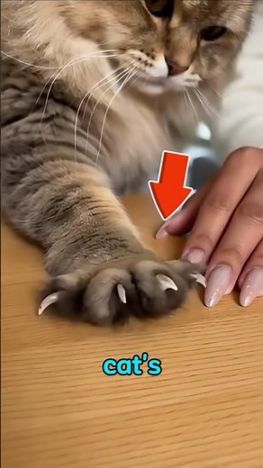 Why Can Cats Hide Their Claws? 🐱 The Secret Behind Retractable Claws