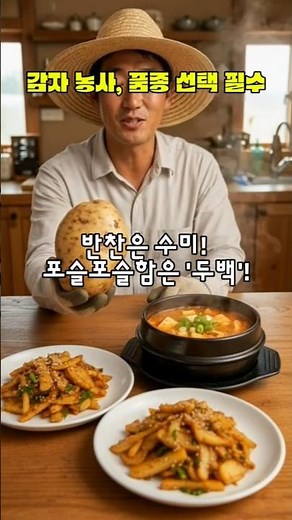감자, 아무거나 심지 마세요! 강화댁이 추천하는 꿀맛 품종 4가지 #감자품종#감자종류#감자농사#감자심기