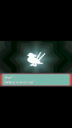 Our Taillow evolved into a Swellow! #pokemon #pokemonemerald