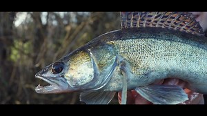 Zander Pro Shad An icon lures that's caught thousands of fish over the years - and it's still a lure every angler needs in their lure box! | Fox Rage