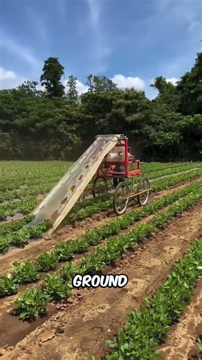 The Truth About Plastic Mulch😱