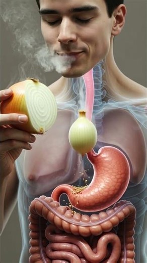 The Digestive Journey of an Onion 3D Human Body Animation