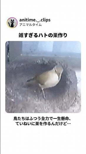 雑すぎるハトの巣作り