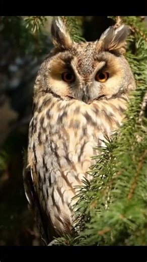 O Is for Owl 🦉 | Learn Letters with the Night-Time Genius! #preschoollearning #animals #abcsforkids