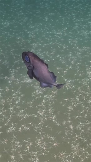 Swimming among stars! This fluttery finned fish, possibly from the family Oreosomatidae, was spotted during the current #AsgardArchaea expedition at around 1000 meters depth. The science team was here collecting sediment samples in search of new Hodarchaelaes and other novel species of Asgard archaea, a group of single-celled organisms and our closest microbial relatives on the tree of life. Chief Scientist Dr. Baker from @texasscience and colleagues recently discovered Hodarchaeales at Loki’s C