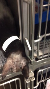 3.1K views · 108 reactions | You may remember our cat with brain abscess secondary to a bite. This is his video 36 hours after surgery. Craniectomy is a rapid way to address raised ICP and in this case provide as well drainage of the abscess and swabbing for culture/sensitivity. | Veterinary Neurology | Facebook