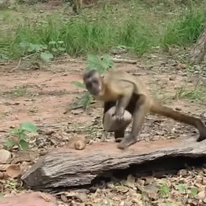 7.8K views · 66 reactions | Capuchin Monkey Nut Cracking Tool Use Join our group : . Thank you so much ! ❤ ❤ | University Animals | Facebook