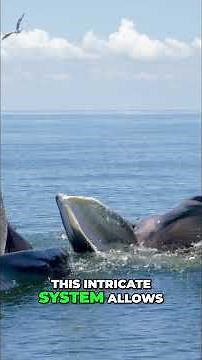 Blue Whale's Incredible Feeding: How Giants Eat Tiny Krill! #shorts