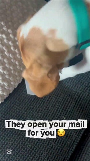 Beagles are helpful #beagle #puppy #lemonbeagle #cute #beaglecrew #funny #pets #dog