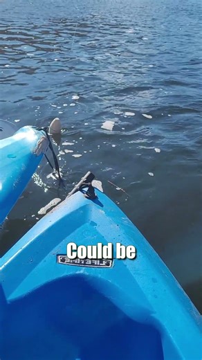 Easy Way To Catch River Catfish: Flathead, Blue & Channel Catfish Rig: FATKAT Best Catfishing Rigs