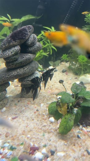 Angelfish mating or fighting #pets #update