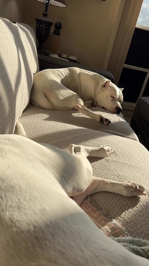 #dogoargentinogram | Dogo Argentino USA